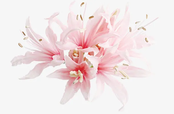 粉色盛开花朵美景装饰节日免抠