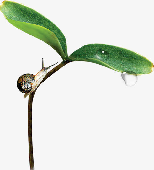 美景春天露珠植物蜗牛免抠