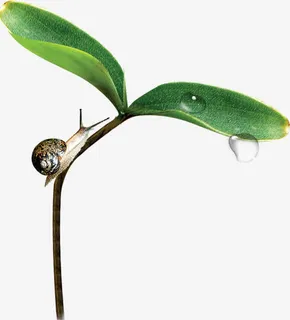 美景春天露珠植物蜗牛免抠 美景春天露珠植物蜗牛免抠