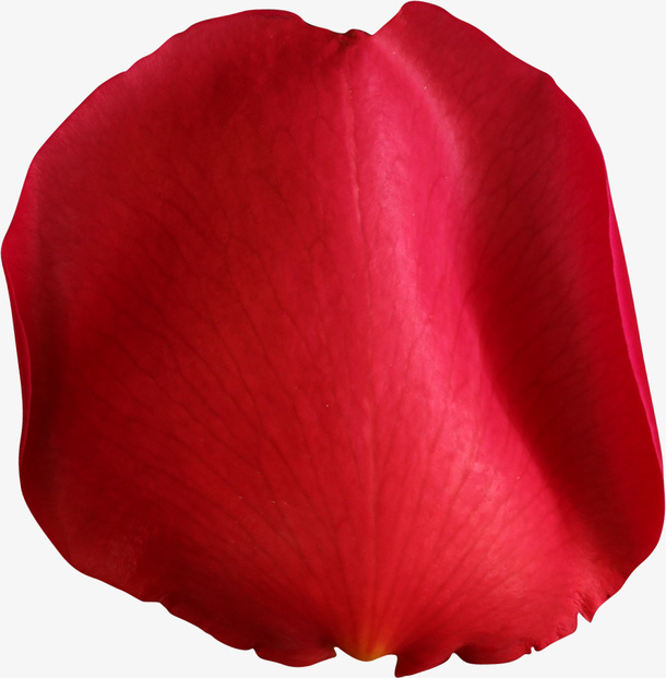 一片花瓣免抠