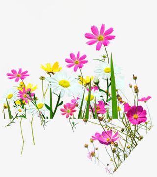 手绘烂漫花开花朵免抠