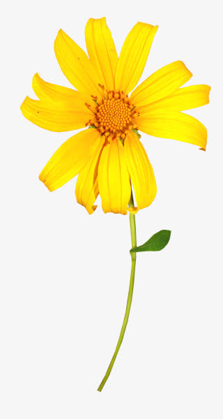 黄色小花开免抠