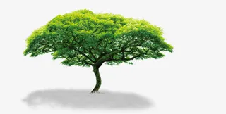 清新春季大树风景免抠