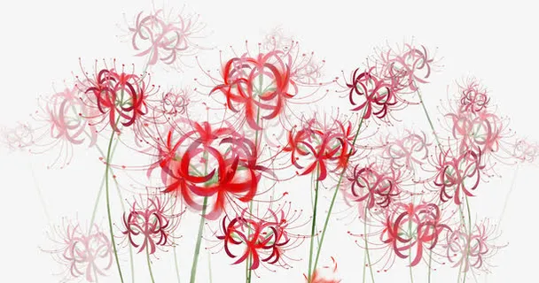 手绘装饰曼莎珠华插画免抠