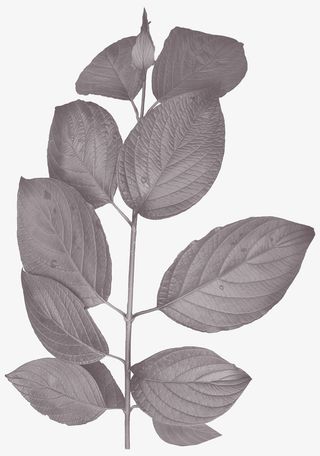 墨色树枝叶免抠