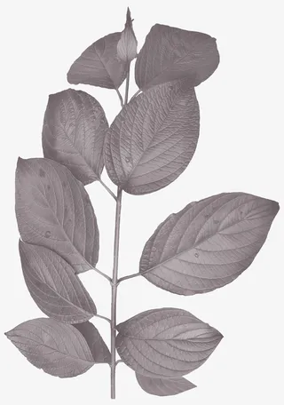 墨色树枝叶免抠