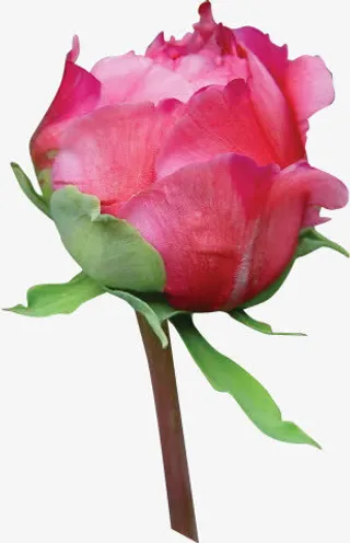 粉色鲜花花苞风光免抠