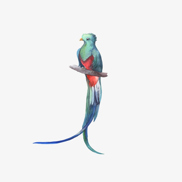 树枝上的水彩鸟免抠