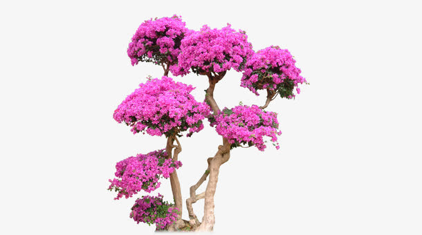 花卉元素免抠