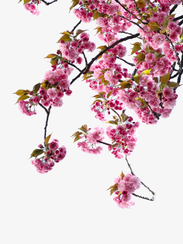 盛开的桃花花朵免抠