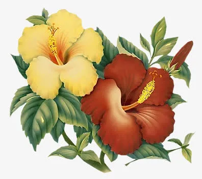 手绘黄红色花朵绿叶装饰免抠