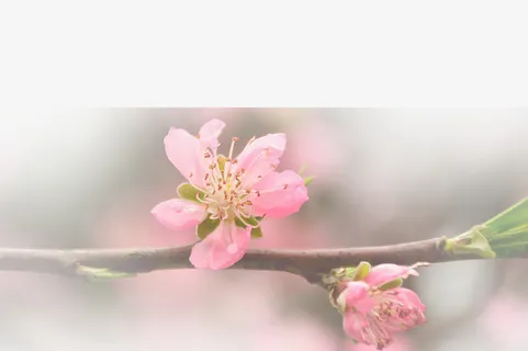 春天 草地 桃花 梨花 渐变透明元素18免抠背景场景背景元素 春天 草地 桃花 梨花 渐变透明元素18免抠背景场景背景元素