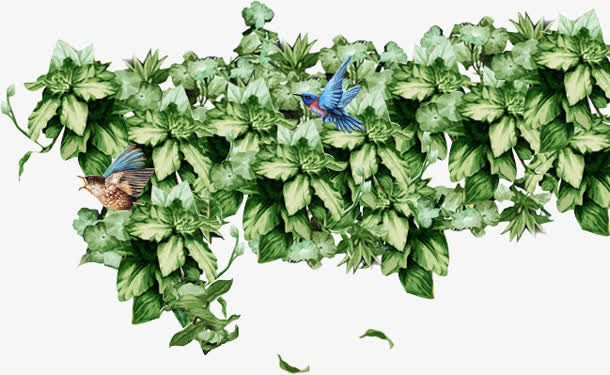 古典绿叶蓝鸟png素材免抠