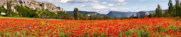 唯美花海背景高清