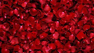 红色鲜艳激情花瓣免抠