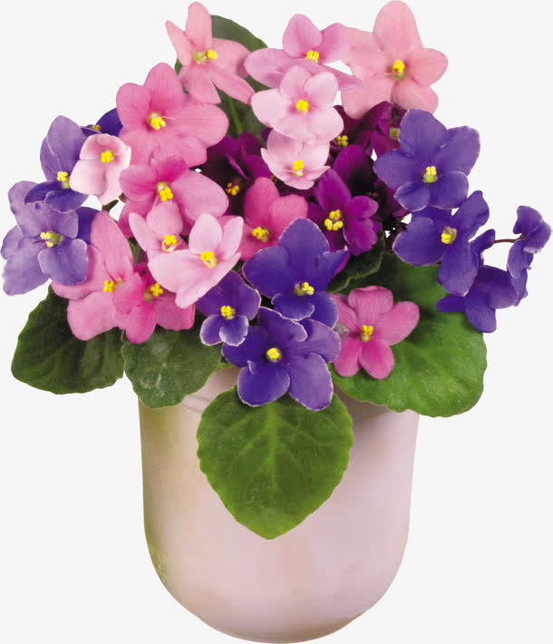 鲜花免抠
