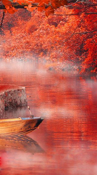 秋季红色枫树林风景高清