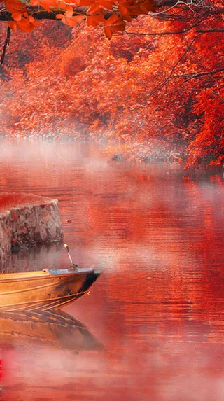 秋季红色枫树林风景高清