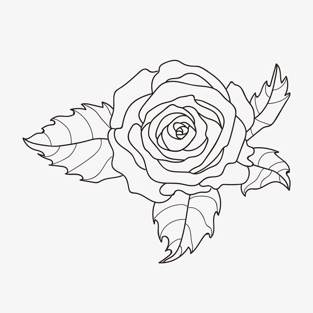 线描玫瑰花朵免抠