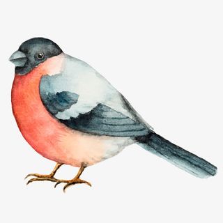 水彩鸟插画素材矢量免抠