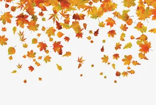 飘落的金色叶子免抠