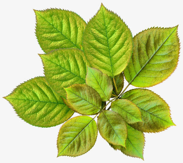ps花草素材花卉图案素材免抠