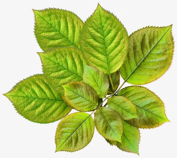 ps花草素材花卉图案素材免抠