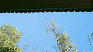 晴天抬头透过树梢看天空高清