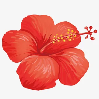 矢量红色康乃馨花免抠