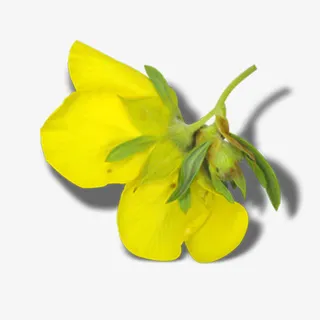 唯美鲜花免抠 唯美鲜花免抠