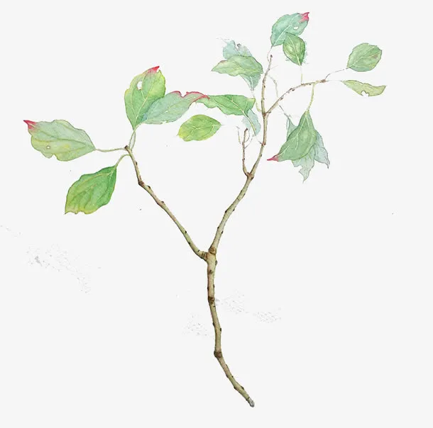 手绘绿色树枝免抠