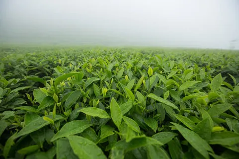 云雾缭绕中的茶园茶田免抠 云雾缭绕中的茶园茶田免抠