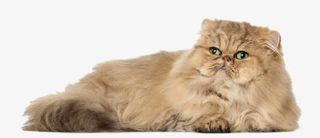 躺着的黄色小猫免抠