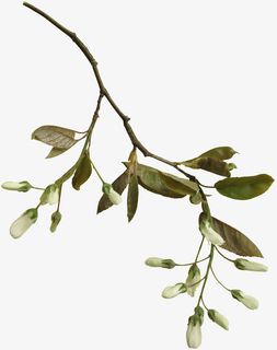 花枝 鲍蕾免抠动植物植物元素