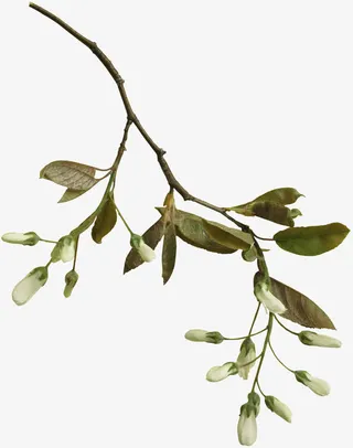 花枝 鲍蕾免抠动植物植物元素