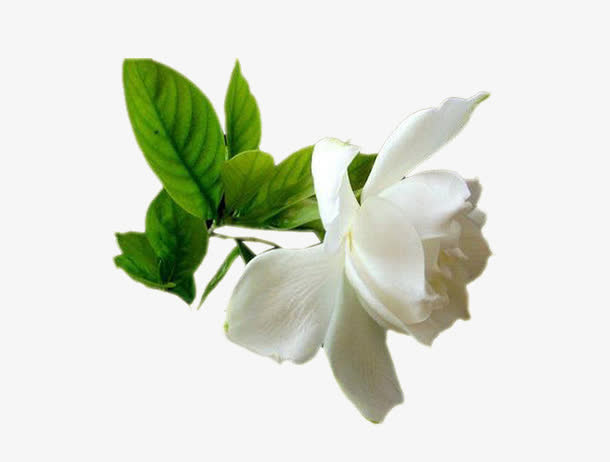 白色花朵免抠