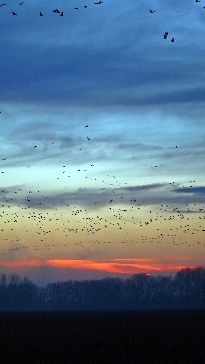 夕阳候鸟飞行摄影H5背景高清
