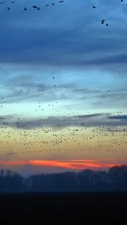 夕阳候鸟飞行摄影H5背景高清