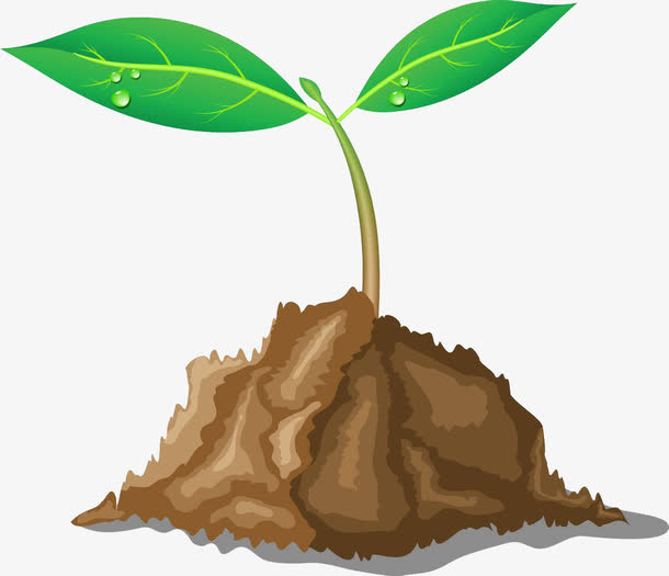 手绘植物种子免抠