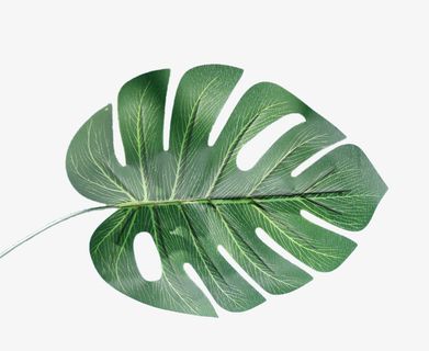 仿真棕榈绿叶免抠 仿真棕榈绿叶免抠