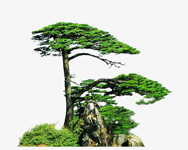 绿色迎客松免抠