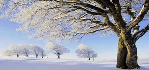 冬季雪景图高清