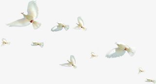 白色春天美景白鸽手绘免抠装饰动物元素