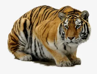 趴着的老虎免抠