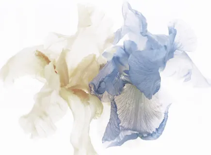 简约白蓝色花瓣海报免抠