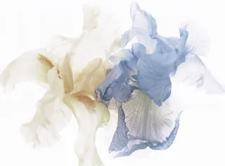 简约白蓝色花瓣海报免抠