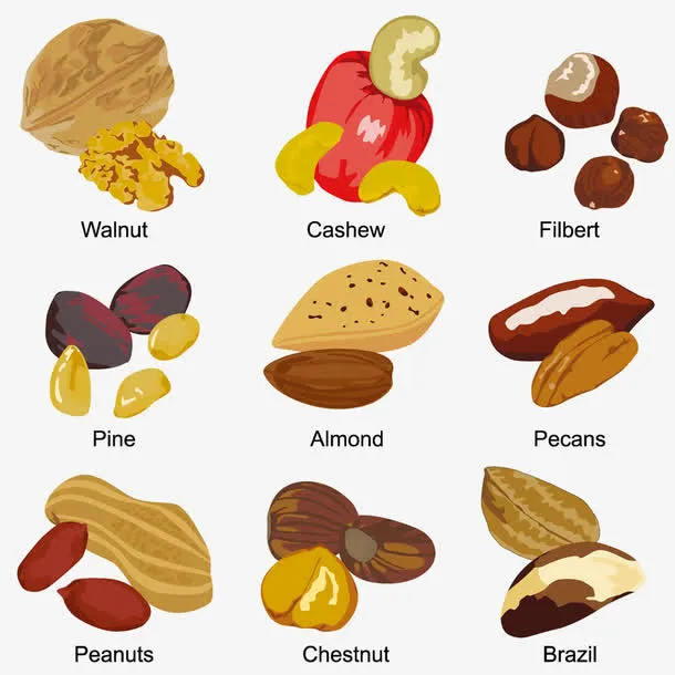 卡通手绘坚果矢量素材集免抠