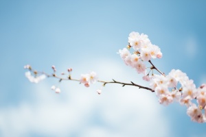 蓝色天空的樱花桃花高清