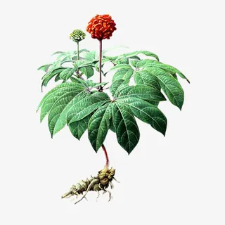 实物三七花免抠