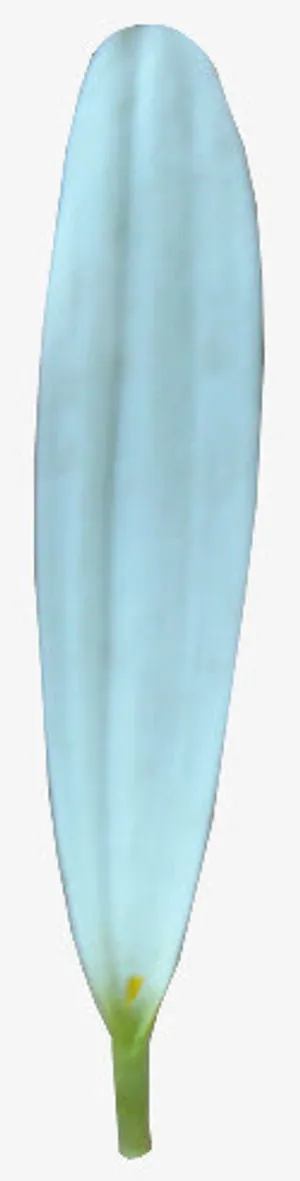 一片蓝色的花瓣免抠